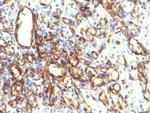 Podocalyxin (PODXL) (Hematopoietic Stem Cell Marker) Antibody in Immunohistochemistry (Paraffin) (IHC (P))