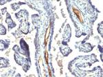 Podocalyxin (PODXL) (Hematopoietic Stem Cell Marker) Antibody in Immunohistochemistry (Paraffin) (IHC (P))