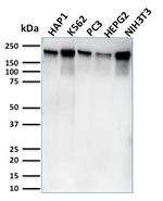 RNA Polymerase II Antibody in Western Blot (WB)