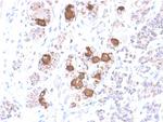 ACTH (Adrenocorticotrophic Hormone) (Pituitary Marker) Antibody in Immunohistochemistry (Paraffin) (IHC (P))