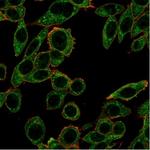 PRMT7 Antibody in Immunocytochemistry (ICC/IF)