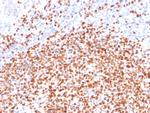 OCT-2 (POU2F2) Antibody in Immunohistochemistry (Paraffin) (IHC (P))