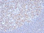 OCT-2 (POU2F2) (B-Cell Marker) Antibody in Immunohistochemistry (Paraffin) (IHC (P))