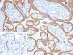 LINE1 type transposase domain containing 1/L1TD1 Antibody in Immunohistochemistry (Paraffin) (IHC (P))