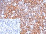 BCOR Antibody in Immunohistochemistry (Paraffin) (IHC (P))