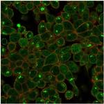 ZSCAN2 (Transcription Factor) Antibody in Immunocytochemistry (ICC/IF)