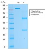 Prostate Specific Acid Phosphatase (PSAP) Antibody in SDS-PAGE (SDS-PAGE)