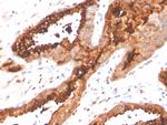 Prostate Specific Acid Phosphatase (PSAP) Antibody in Immunohistochemistry (Paraffin) (IHC (P))