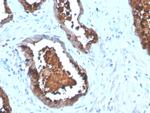 Prostate Specific Acid Phosphatase (PSAP) Antibody in Immunohistochemistry (Paraffin) (IHC (P))