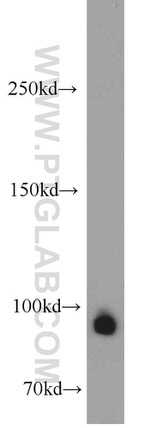 Drosha Antibody in Western Blot (WB)