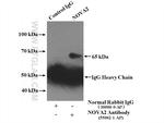 NOVA2 Antibody in Immunoprecipitation (IP)