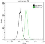 Cyclin B1 Antibody in Flow Cytometry (Flow)