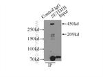 SETD1B Antibody in Immunoprecipitation (IP)