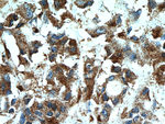 WDFY3 Antibody in Immunohistochemistry (Paraffin) (IHC (P))