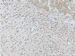 WDFY3 Antibody in Immunohistochemistry (Paraffin) (IHC (P))