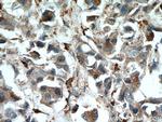 WDFY3 Antibody in Immunohistochemistry (Paraffin) (IHC (P))