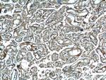 HTRA1 Antibody in Immunohistochemistry (Paraffin) (IHC (P))