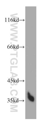 HTRA1 Antibody in Western Blot (WB)