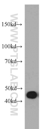 MAF Antibody in Western Blot (WB)