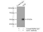 MAF Antibody in Immunoprecipitation (IP)