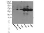 MAF Antibody in Western Blot (WB)