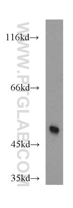 MAF Antibody in Western Blot (WB)