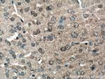 p75NTR Antibody in Immunohistochemistry (Paraffin) (IHC (P))