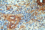 p75NTR Antibody in Immunohistochemistry (Paraffin) (IHC (P))