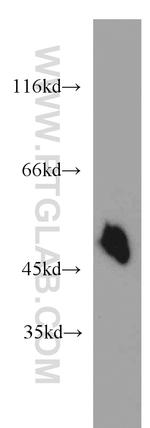 Synaptotagmin-12 Antibody in Western Blot (WB)