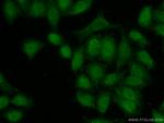 TSC22D4 Antibody in Immunocytochemistry (ICC/IF)