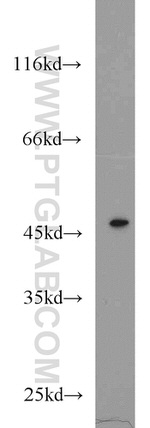 TSC22D4 Antibody in Western Blot (WB)