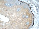 Annexin A1 Antibody in Immunohistochemistry (Paraffin) (IHC (P))