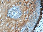 Annexin A1 Antibody in Immunohistochemistry (Paraffin) (IHC (P))