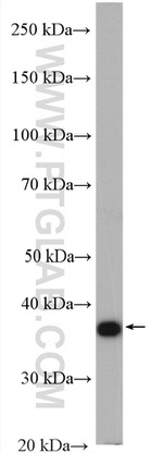 Annexin A1 Antibody in Western Blot (WB)