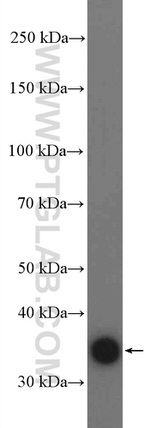 Annexin A1 Antibody in Western Blot (WB)