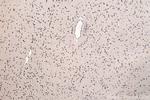 ELOVL4 Antibody in Immunohistochemistry (Paraffin) (IHC (P))