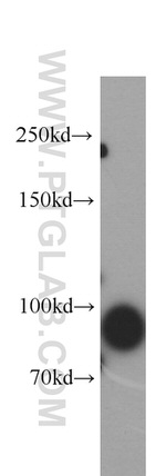 NBS1 Antibody in Western Blot (WB)