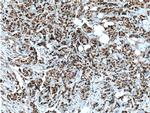 CDC25A Antibody in Immunohistochemistry (Paraffin) (IHC (P))