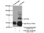 CDC25A Antibody in Immunoprecipitation (IP)