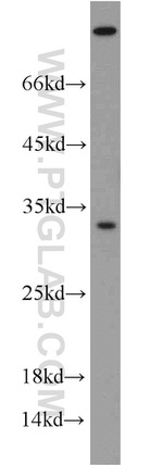 Syntaxin 2 Antibody in Western Blot (WB)