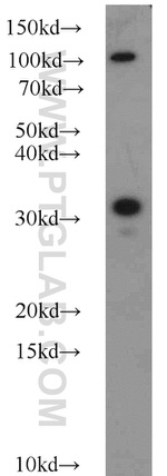 Syntaxin 2 Antibody in Western Blot (WB)