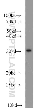 Syntaxin 2 Antibody in Western Blot (WB)