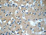 GFRA2 Antibody in Immunohistochemistry (Paraffin) (IHC (P))