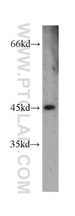 GFRA2 Antibody in Western Blot (WB)