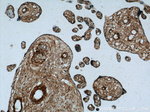 GFRA2 Antibody in Immunohistochemistry (Paraffin) (IHC (P))