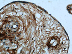 GFRA2 Antibody in Immunohistochemistry (Paraffin) (IHC (P))