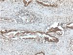 USP9X Antibody in Immunohistochemistry (Paraffin) (IHC (P))