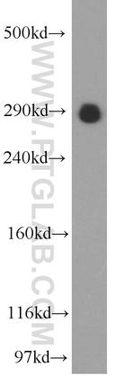 USP9X Antibody in Western Blot (WB)