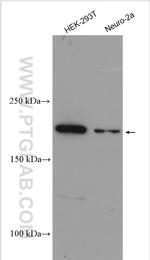 SHANK1 Antibody in Western Blot (WB)