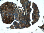 XYLT1 Antibody in Immunohistochemistry (Paraffin) (IHC (P))